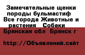 Замечательные щенки породы бульмастиф - Все города Животные и растения » Собаки   . Брянская обл.,Брянск г.